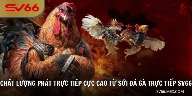 Chất lượng phát trực tiếp cực cao từ sới đá gà trực tiếp SV66
