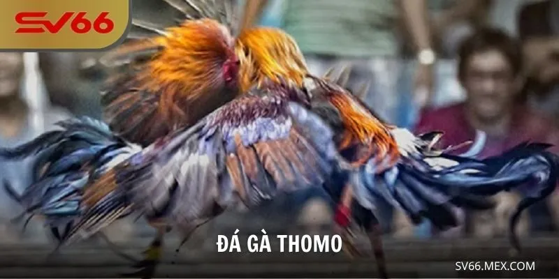 Đá Gà Thomo