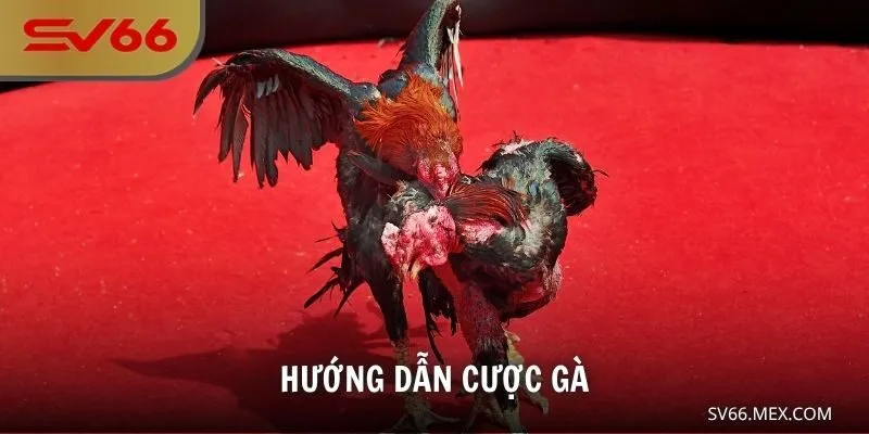 Hướng dẫn cược gà