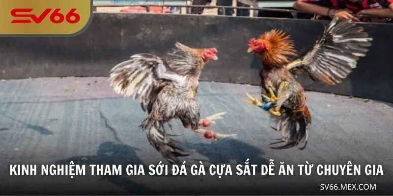 Kinh nghiệm tham gia sới đá gà cựa sắt dễ ăn từ chuyên gia