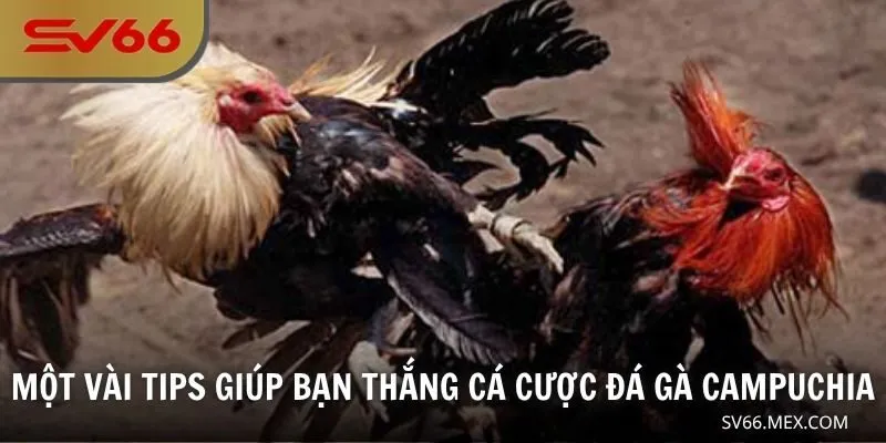 Một vài tips giúp bạn thắng cá cược đá gà Campuchia