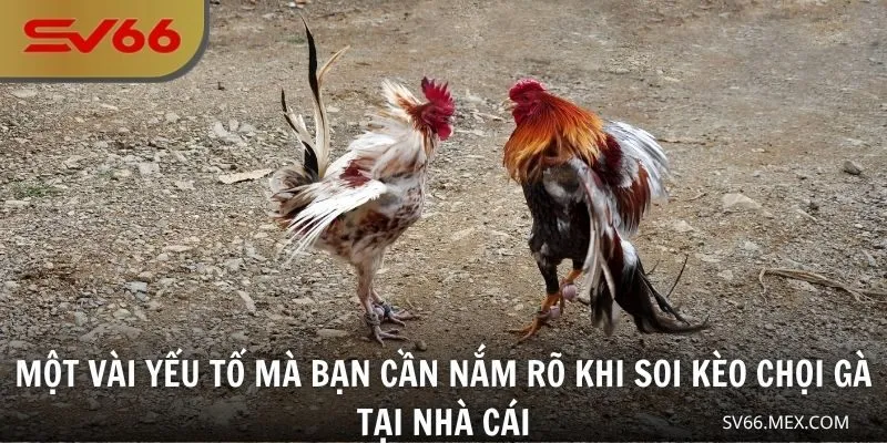 Một vài yếu tố mà bạn cần nắm rõ khi soi kèo chọi gà tại nhà cái