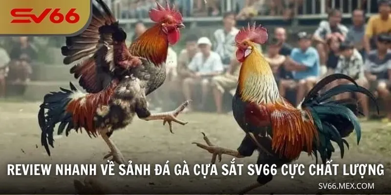 Review nhanh về sảnh đá gà cựa sắt SV66 cực chất lượng